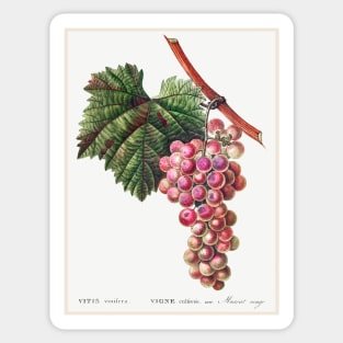 Vitis vinifera (Muscat rouge Sticker